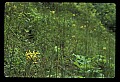 01102-00073-Yellow-fringed Orchid, Plantanthera ciliaris.jpg