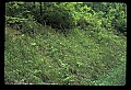 01102-00075-Yellow-fringed Orchid, Plantanthera ciliaris.jpg
