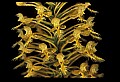 01102-00092-Yellow-fringed Orchid, Plantanthera ciliaris.jpg