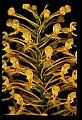 01102-00100-Yellow-fringed Orchid, Plantanthera ciliaris.jpg
