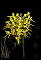 01102-00111-Yellow-fringed Orchid, Plantanthera ciliaris.jpg