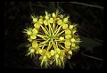 01102-00115-Yellow-fringed Orchid, Plantanthera ciliaris.jpg