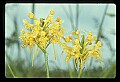 01102-00120-Yellow-fringed Orchid, Plantanthera ciliaris.jpg