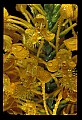 01102-00124-Yellow-fringed Orchid, Plantanthera ciliaris.jpg