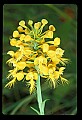 01102-00130-Yellow-fringed Orchid, Plantanthera ciliaris.jpg