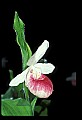 01105-00066-Showy Lady's Slipper, Cypripedium Reginae.jpg