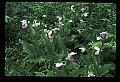 01105-00080-Showy Lady's Slipper, Cypripedium Reginae.jpg