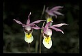 01107-00003-Calypso Orchid, Calypso bulbosa.jpg