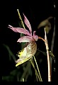 01107-00008-Calypso Orchid, Calypso bulbosa.jpg