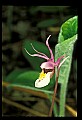 01107-00015-Calypso Orchid, Calypso bulbosa.jpg