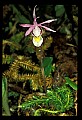 01107-00023-Calypso Orchid, Calypso bulbosa.jpg