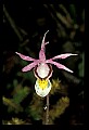 01107-00030-Calypso Orchid, Calypso bulbosa.jpg