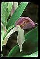 01108-00010-Showy Orchis, Galearis spectabilis.jpg