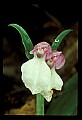 01108-00014-Showy Orchis, Galearis spectabilis.jpg