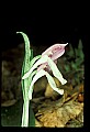 01108-00025-Showy Orchis, Galearis spectabilis.jpg