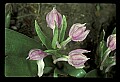 01108-00027-Showy Orchis, Galearis spectabilis.jpg