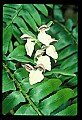 01108-00033-Showy Orchis, Galearis spectabilis.jpg