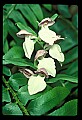 01108-00034-Showy Orchis, Galearis spectabilis.jpg