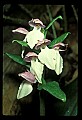 01108-00038-Showy Orchis, Galearis spectabilis.jpg