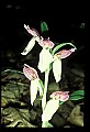 01108-00042-Showy Orchis, Galearis spectabilis.jpg