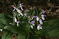 _MG_4619.JPG