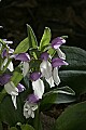 _MG_4624.JPG