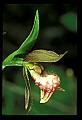 01109-00001-Ram's-Head Lady's Slipper, Cypripedium arientinum.jpg