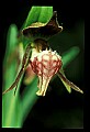 01109-00002-Ram's-Head Lady's Slipper, Cypripedium arientinum.jpg