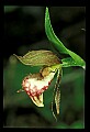 01109-00003-Ram's-Head Lady's Slipper, Cypripedium arientinum.jpg