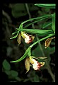 01109-00004-Ram's-Head Lady's Slipper, Cypripedium arientinum.jpg