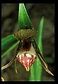 01109-00005-Ram's-Head Lady's Slipper, Cypripedium arientinum.jpg
