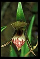 01109-00006-Ram's-Head Lady's Slipper, Cypripedium arientinum.jpg