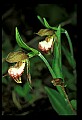 01109-00007-Ram's-Head Lady's Slipper, Cypripedium arientinum.jpg