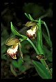 01109-00008-Ram's-Head Lady's Slipper, Cypripedium arientinum.jpg