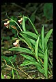 01109-00009-Ram's-Head Lady's Slipper, Cypripedium arientinum.jpg
