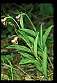 01109-00010-Ram's-Head Lady's Slipper, Cypripedium arientinum.jpg