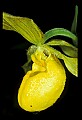 01110-00001-Yellow Lady's Slippers.jpg