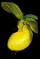 01110-00002-Yellow Lady's Slippers.jpg