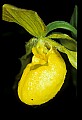 01110-00003-Yellow Lady's Slippers.jpg