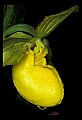 01110-00004-Yellow Lady's Slippers.jpg