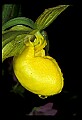 01110-00005-Yellow Lady's Slippers.jpg