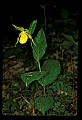 01110-00008-Yellow Lady's Slippers.jpg