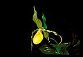 01110-00009-Yellow Lady's Slippers.jpg