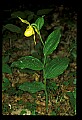 01110-00010-Yellow Lady's Slippers.jpg
