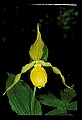 01110-00011-Yellow Lady's Slippers.jpg
