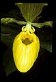 01110-00012-Yellow Lady's Slippers.jpg