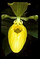 01110-00013-Yellow Lady's Slippers.jpg