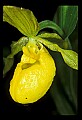 01110-00014-Yellow Lady's Slippers.jpg