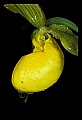 01110-00015-Yellow Lady's Slippers.jpg