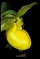 01110-00017-Yellow Lady's Slippers.jpg